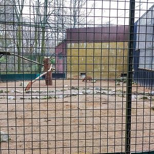 Renovated serval enclosure