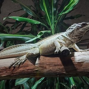 Sailfin lizard