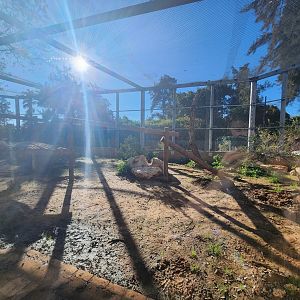 Persian Leopard Exhibit #1