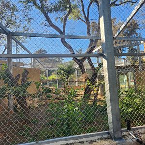 Persian Leopard Exhibit #1