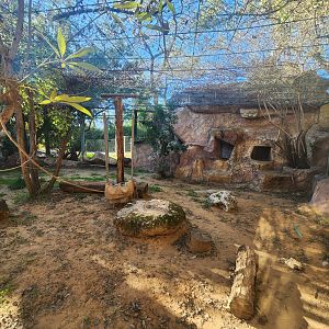 Persian Leopard Exhibit #2