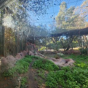 Persian Leopard Exhibit #2