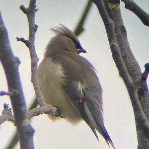 Cedar Waxwing