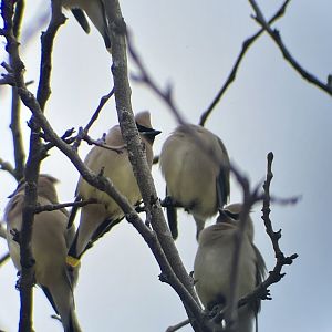 Cedar Waxwing