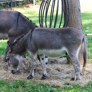 Domestic miniature donkey (Equus africanus asinus), 2022-09-12