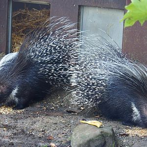 Cape porcupines (Hystrix africaeaustralis), 2022-09-12