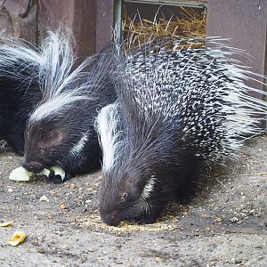 Cape porcupines (Hystrix africaeaustralis), 2022-09-12