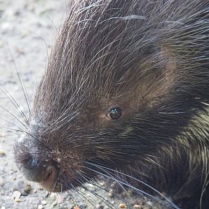 Cape porcupine (Hystrix africaeaustralis), 2022-09-12