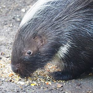 Cape porcupine (Hystrix africaeaustralis), 2022-09-12