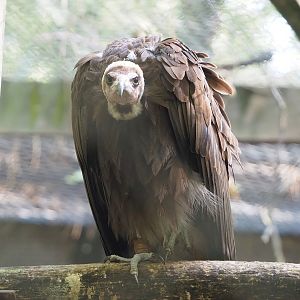 Hooded vulture (Necrosyrtes monachus), 2022-09-12