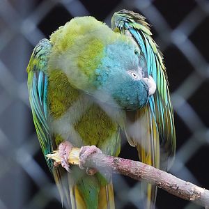 Blue-headed macaw  (Primolius couloni), 2022-09-12