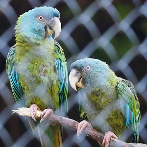 Blue-headed macaw  (Primolius couloni), 2022-09-12