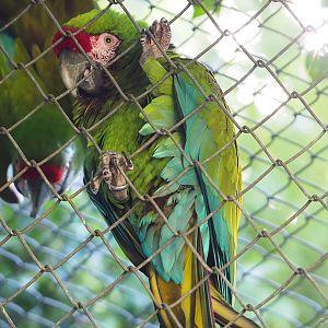 Mexican military macaw (Ara militaris mexicana), 2022-09-12