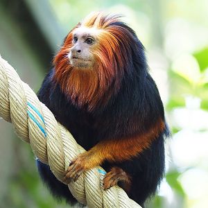 Golden-headed lion tamarin (Leontopithecus chrysomelas), 2022-09-12