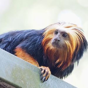 Golden-headed lion tamarin (Leontopithecus chrysomelas), 2022-09-12
