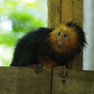 Juvenile Golden-headed lion tamarin (Leontopithecus chrysomelas), 2022-09-12