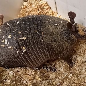 Nine-banded armadillo
