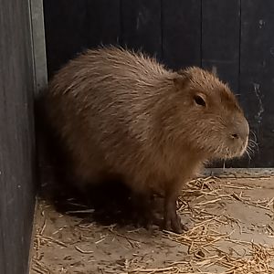 Capibara