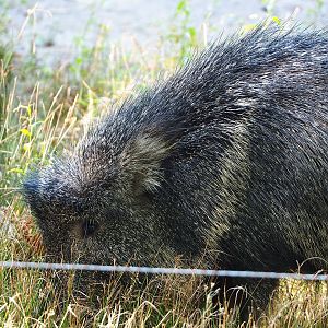 Chacoan peccary (Catagonus wagneri), 2022-09-12