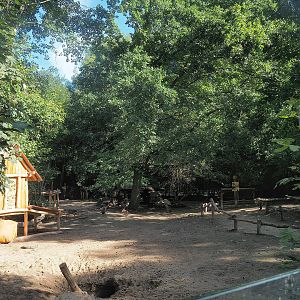 Patagonian mara walk-through exhibit, 2022-09-12