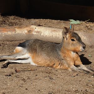 Patagonian mara (Dolichotis patagonum), 2022-09-12