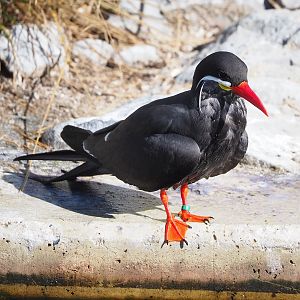 Inca tern (Larosterna inca), 2022-09-12