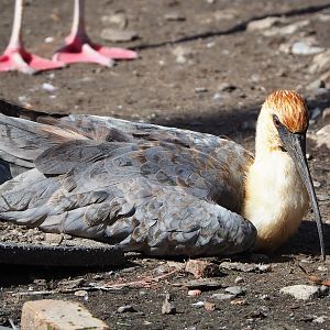 Black-faced ibis (Theristicus melanopis), 2022-09-12
