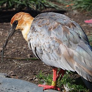 Black-faced ibis (Theristicus melanopis), 2022-09-12