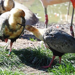 Black-faced ibises (Theristicus melanopis), 2022-09-12