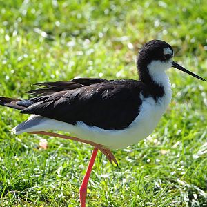 Black-necked stilt (Himantopus mexicanus), 2022-09-12