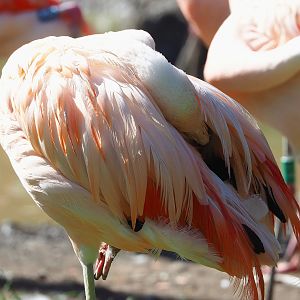 Chilean flamingo (Phoenicopterus chilensis), 2022-09-12