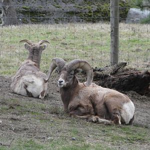 Bighorn sheep