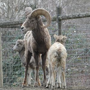 Babysitting (Bighorn sheep)