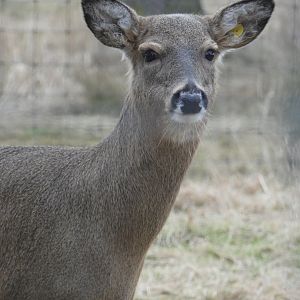 White-tailed deer