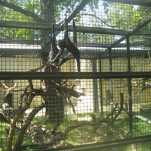 Berlin Zoo - Spider monkey exhibit