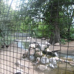 Berlin Zoo - Wetlands aviary