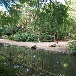 North African ostrich, East African crowned crane and Helmeted guineafowl paddock, 2022-08-28