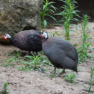 Helmeted guineafowl (Numida meleagris), 2022-08-28