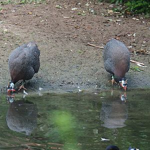 Helmeted guineafowl (Numida meleagris), 2022-08-28