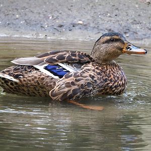 Wild female Mallard (Anas platyrhynchos), 2022-08-28