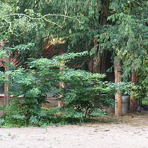 North African ostrich, East African crowned crane and Helmeted guineafowl barn, 2022-08-28