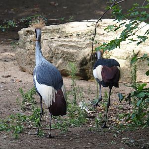 East African crowned cranes (Balearica regulorum gibbericeps), 2022-08-28