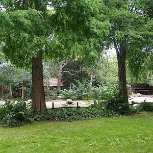 North African ostrich, East African crowned crane and Helmeted guineafowl paddock, 2022-08-28