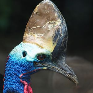 Double-wattled cassowary (Casuarius casuarius), 2022-08-28
