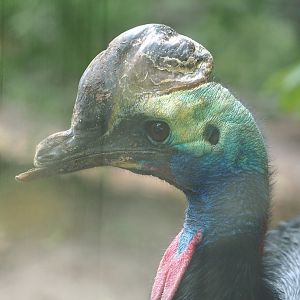 Double-wattled cassowary (Casuarius casuarius), 2022-08-28