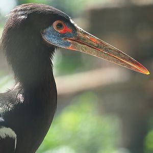 Abdim's stork (Ciconia abdimii), 2022-08-28