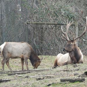 American elk