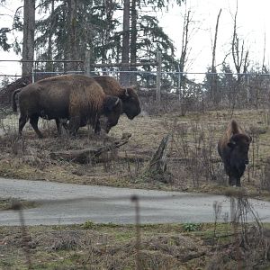 Plains bison