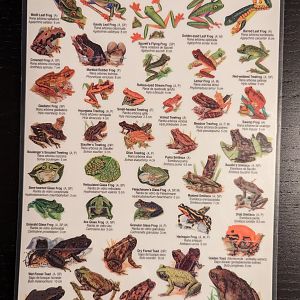 Costa Rica Field Guide Amphibians Part 1