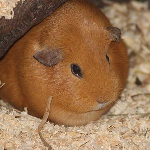 Domestic Guinea Pig